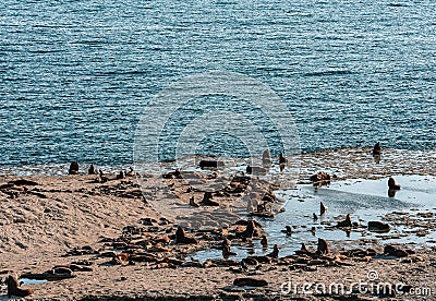 A colony of South American sea lions in the Loberia viewpoint near to Puerto Piramides in Peninsula Valdes, a Stock Photo