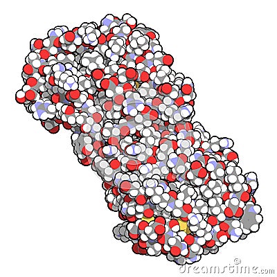 Colony stimulating factor 1 CSF-1, M-CSF. Also known as macrophage colony stimulating factor. 3D rendering. Atoms are. Stock Photo