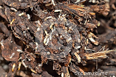 Colony of termites Stock Photo
