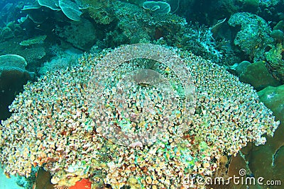 Colony of Tunicates in Raja Ampat Stock Photo