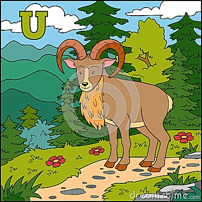 Color alphabet: letter U (urial) Vector Illustration