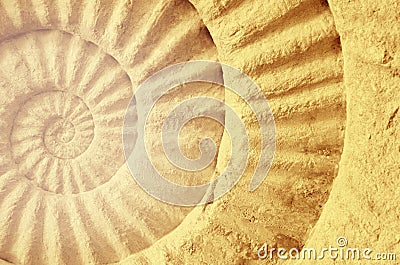 Color of ammonite prehistoric fossil. Stock Photo