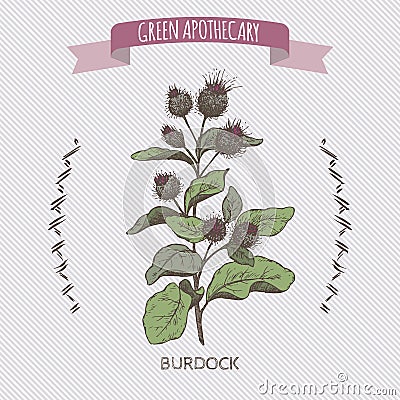 Color Arctium lappa aka greater burdock sketch. Vector Illustration