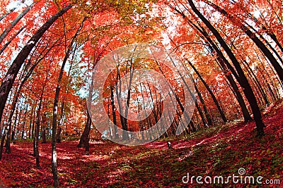 Color autumn forest Stock Photo