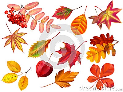 Color autumn leaves. Fallen leaves, colored dry leaf and yellow leaves realistic vector set Vector Illustration