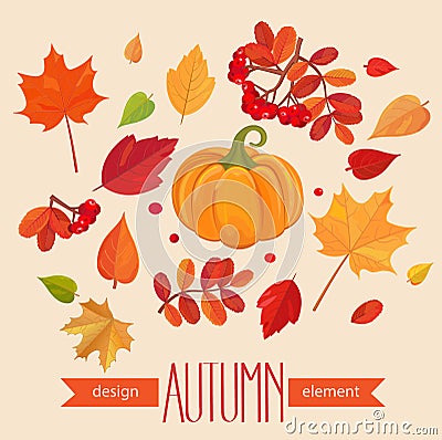 Color autumn leaves and pumpkin. Vector Illustration