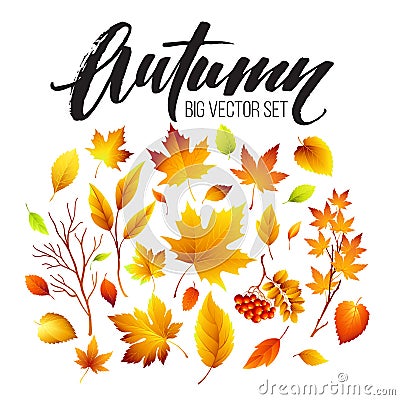 Color autumn leaves on white background. Fall leaf set. Vector illustration Vector Illustration