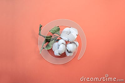 Color banner 2019 - Live Coral. Cotton flowers on a coral background. Place for text. cotton branch on color of the year 2019 Stock Photo