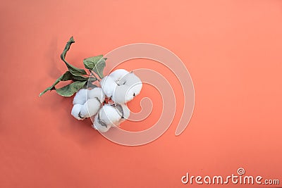 Color banner 2019 - Live Coral. Cotton flowers on a coral background. Place for text. cotton branch on color of the year 2019 Stock Photo