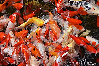 Color carp in a pond Stock Photo