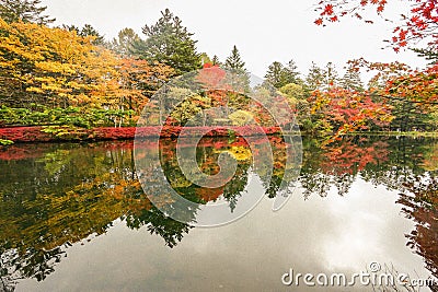 Color change leaves Stock Photo