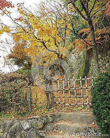 Color change maple leaves tree on lower hill rock stair Stock Photo