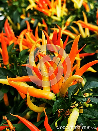 color chilli plants texture Stock Photo