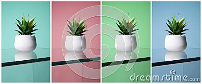 Color collage. abstract still life. Cactus on glass Stock Photo