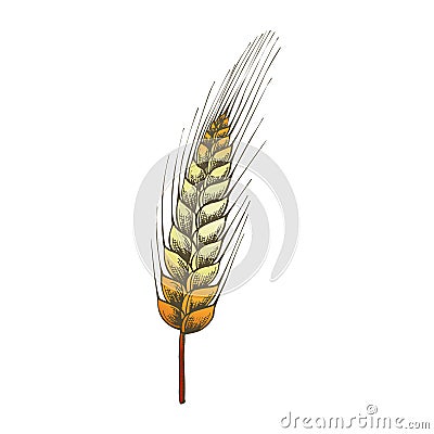 Color Designed Agriculture Grain Wheat Ripe Spike Vector Vector Illustration