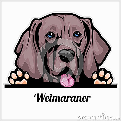 Color dog head, Weimaraner breed on white background Vector Illustration