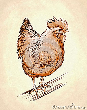 Color engrave isolated chicken illustration Cartoon Illustration
