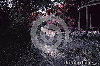 Color fairy path on a magic forest Stock Photo