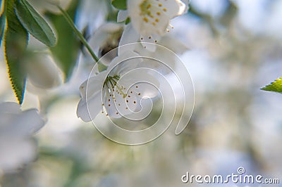 The color of the flowers of apricot tree in spring Stock Photo