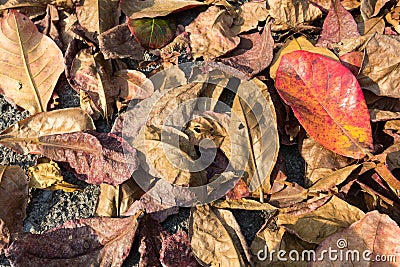 Color full leaf on the ground Stock Photo