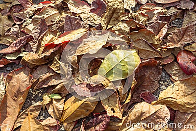 Color full leaf on the ground Stock Photo