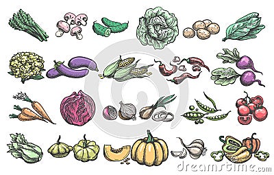 Color handdrawn vegetables Vector Illustration