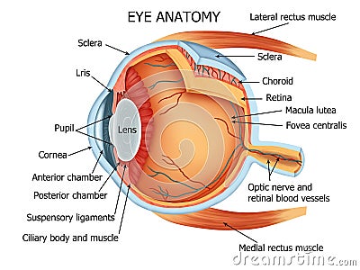 Human Eye Anatomy Cartoon Illustration