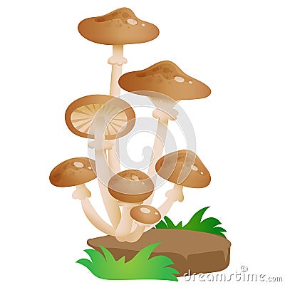 Color image of forest honey agarics on white background. Mushrooms. Vector illustration for kids Vector Illustration