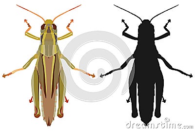 Color image of grasshopper and its black silhouette. Vector illustration. Vector Illustration