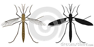 Color image of mosquito and its silhouette. Vector illustration. Vector Illustration