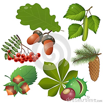 Color images of forest fruits and leaves of trees. Oak, birch, chestnut, Rowan, spruce, pine, fir, hazelnut. Plants. Vector Vector Illustration