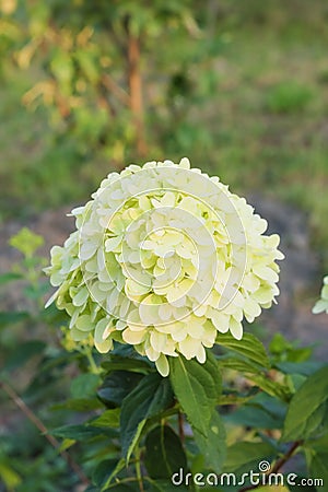 Inflorescence Hydrangea paniculata `Limelight` in garden. Stock Photo