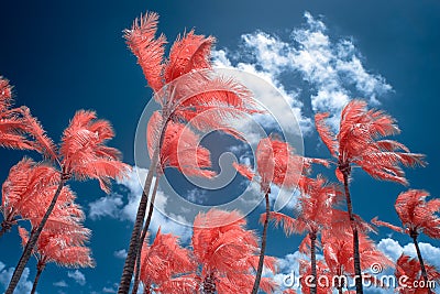 Color Infrared Palm Trees and Sky at Key West, Florida Stock Photo