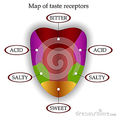 Color map of taste receptors in the tongue, four flavors - sweet, sour, bitter, salty, vector illustration. Vector Illustration