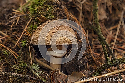 Color mushroom in dark wet green forest in autumn cloudy day Stock Photo