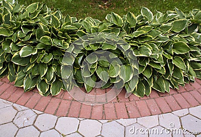 Color pavement and green flower leaves. Stock Photo