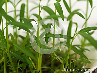 FRESH WATERCRESS SPROUT GROWING IN WHITE BOWL Stock Photo