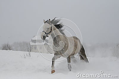 Color photo of shades of gray The horse has closed eyes on the canter Stock Photo