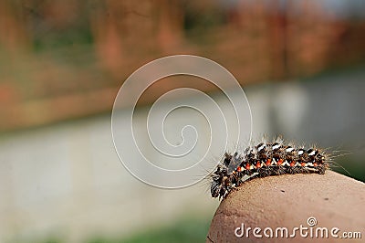 Photography of Acronicta rumicis, the knot grass moth, caterpillar Stock Photo