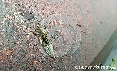 Photography of Gomphus flavipes cocoon Stock Photo