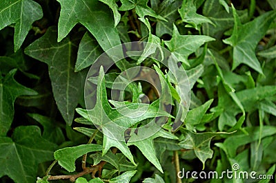 Photography of Hedera helix Sagittifolia Stock Photo