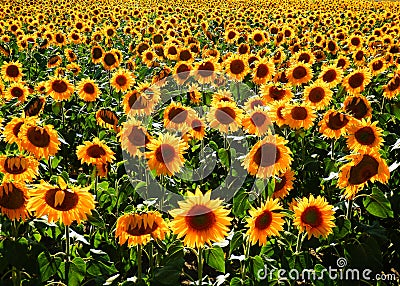 Color photography of sun flowers Stock Photo