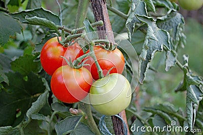 Photography of tomato fruit of the plant Solanum lycopersicum Stock Photo