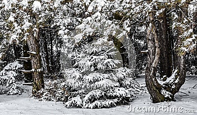 Color Pop Baby Tree Stock Photo