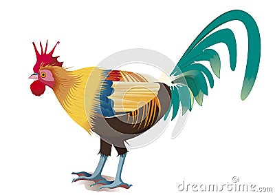 Color rooster Vector Illustration