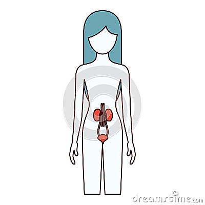 Color sections silhouette of female person with renal system human body Vector Illustration