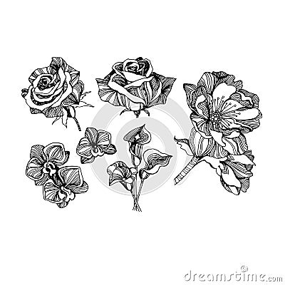 Color set collection drawings sketches, beautiful flowers different types linear Vector Illustration