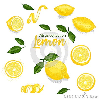 Color set of hand drawn tropical citrus fruit. Lemon. Ink sketch style. Good idea for templates menu, recipes, greeting Vector Illustration