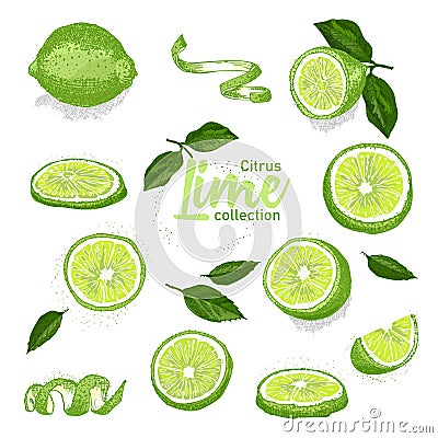 Color set of hand drawn tropical citrus fruit. Lime. Ink sketch style. Good idea for templates menu, recipes, greeting Vector Illustration