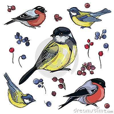 Color set of small birds, titmouse, bullfinch, Sparrow Vector Illustration